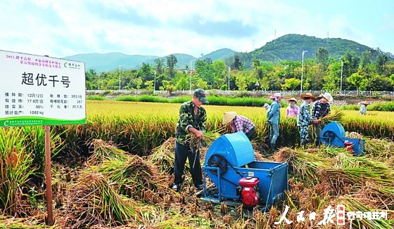 시범기지 노동자들이 벼수확을 하고 있는 모습