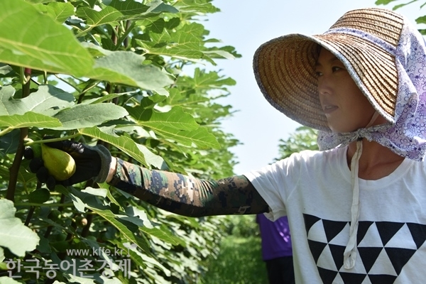 공슬기 여사가 무화과를 수확하고 있다