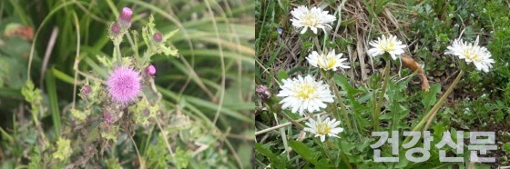 엉겅퀴(좌)와 흰민들레