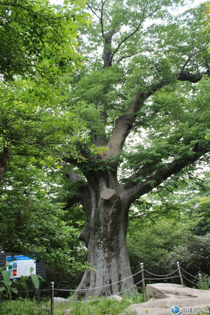 천년나무 후보- 느티나무(해남 대흥사)