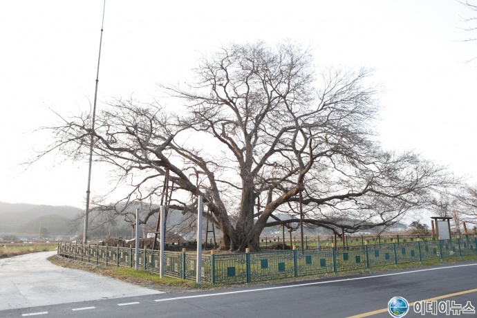 천년나무 후보-푸조나무(강진 사당리)