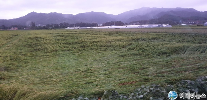 도복(倒伏)된 논의 전경